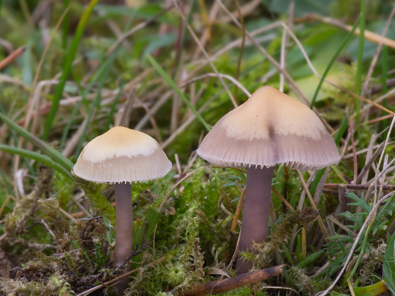 Mycena luteovariegata